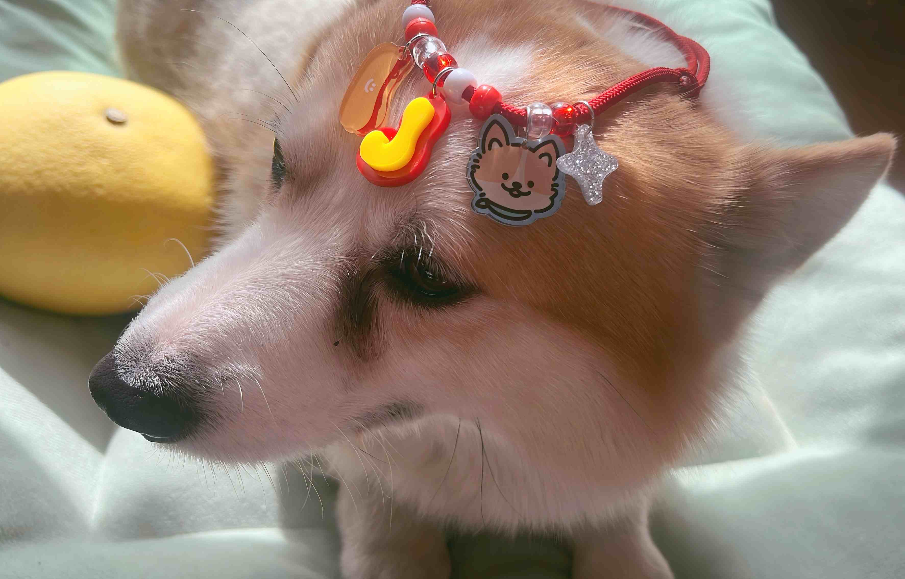 pet necklace 